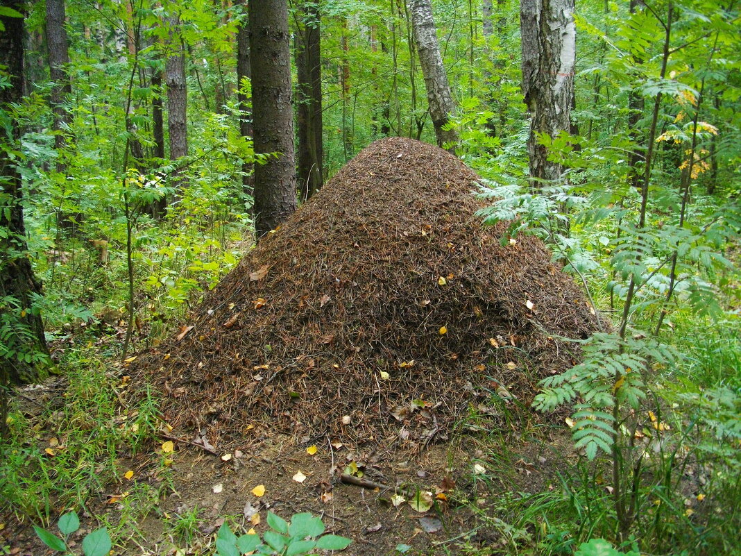 Огромных размеров муравейник. - Лия ☼