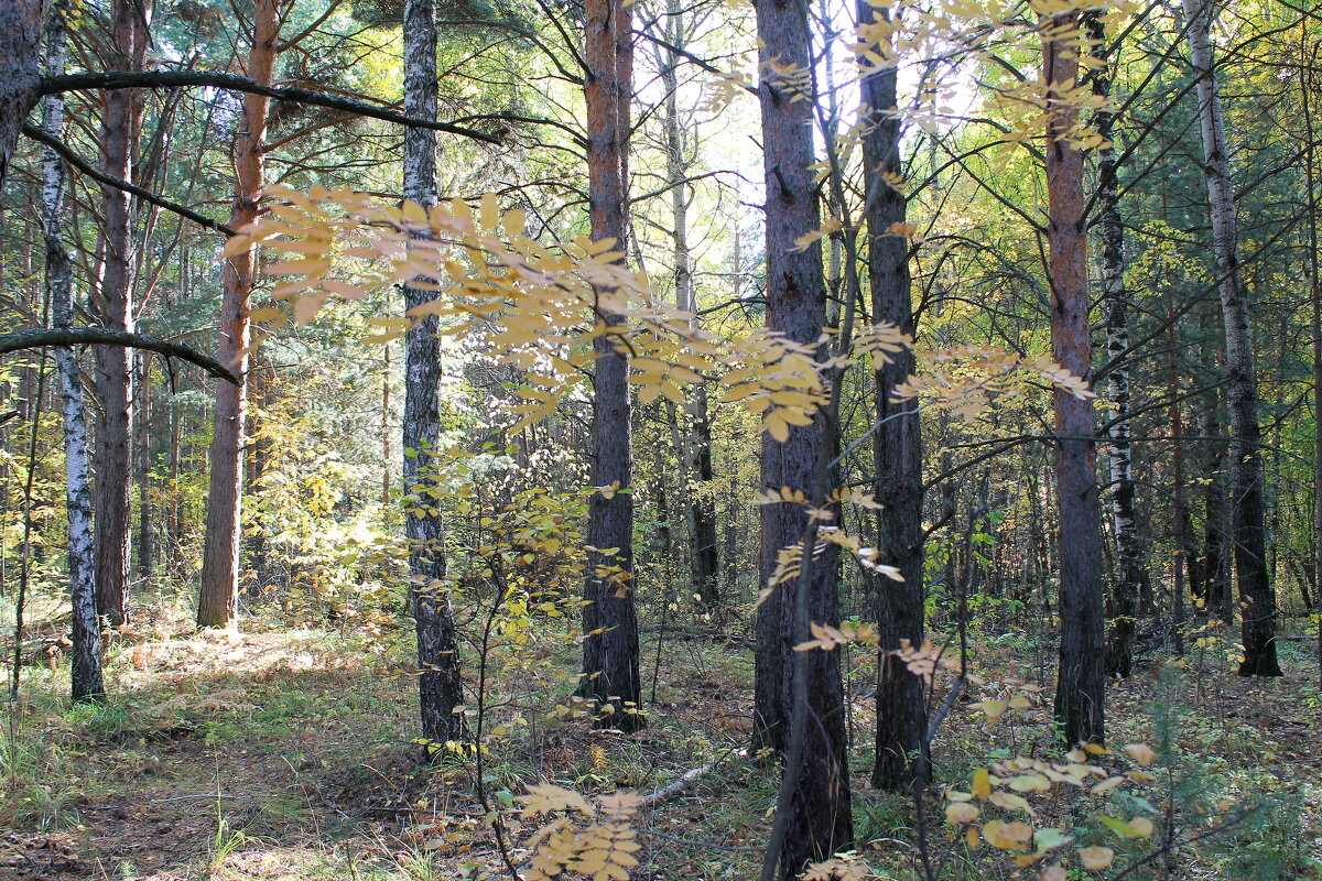 Осенний лес - tamara kremleva
