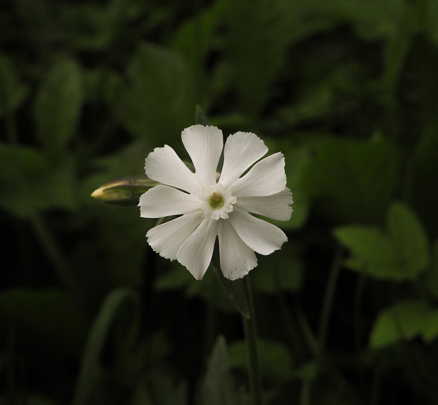 Белый цветок - Олег Фролов