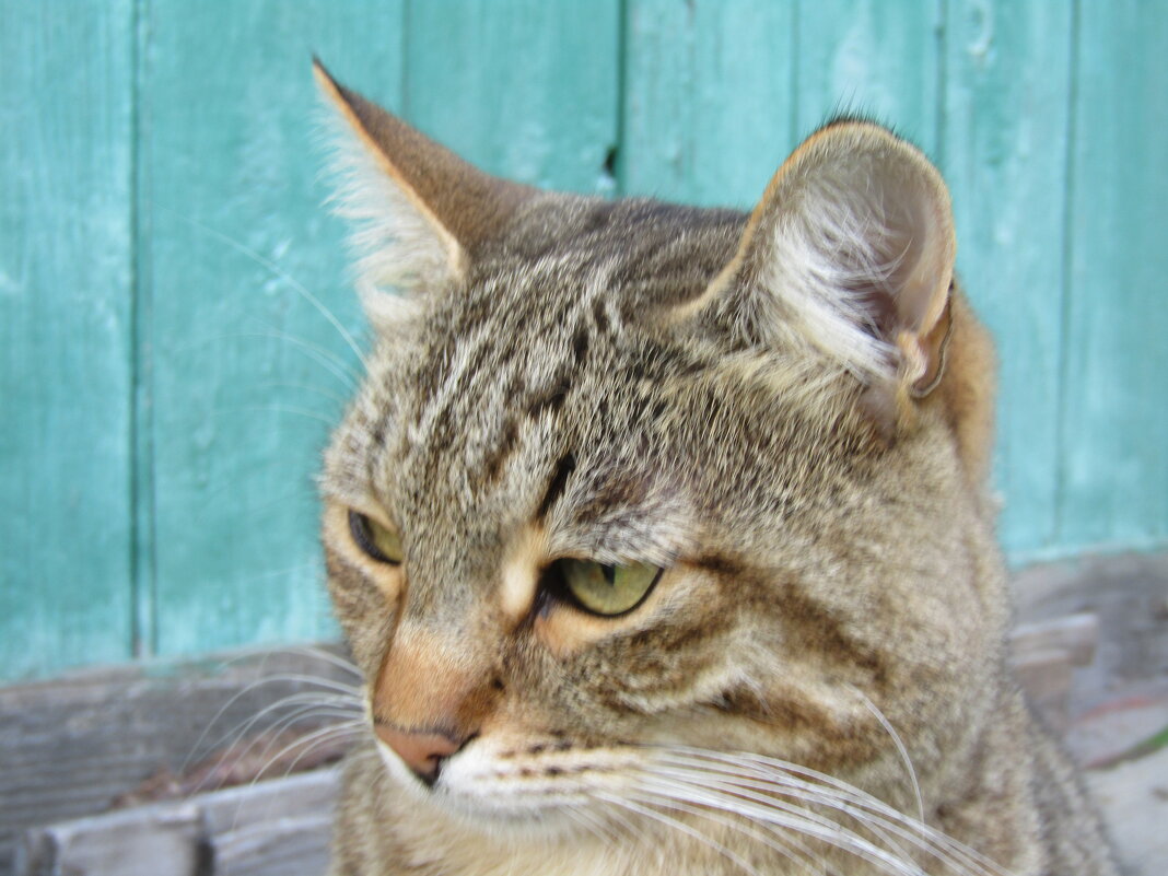Портрет кота - Лариса 
