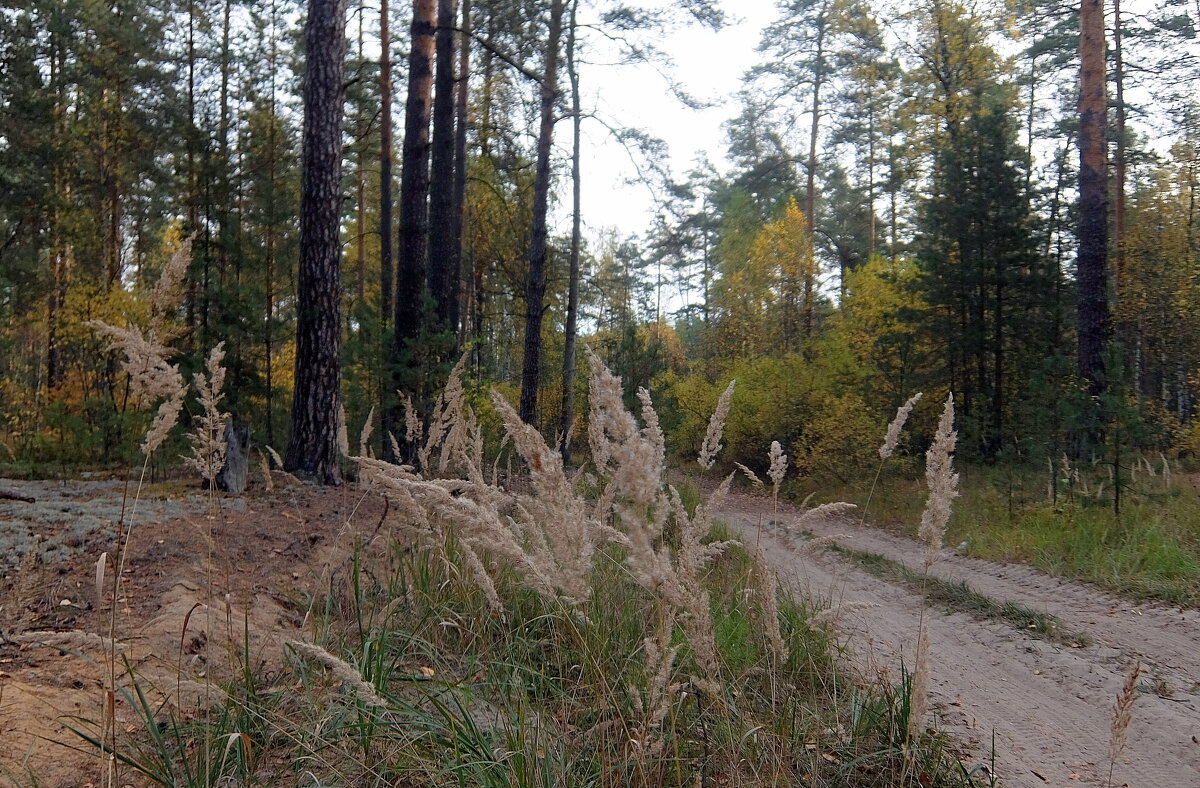 Слегка меланхолический пейзаж. - Люба 