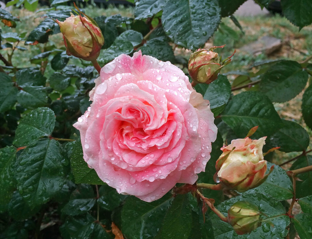 Розы после дождя - Эля Юрасова
