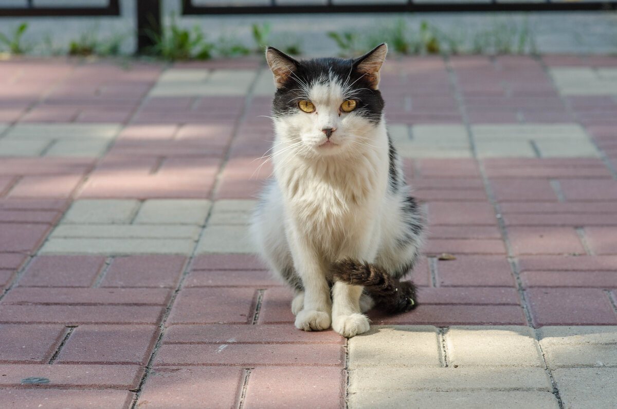 Samyang 85 mm 1.4 - Александр Леонов