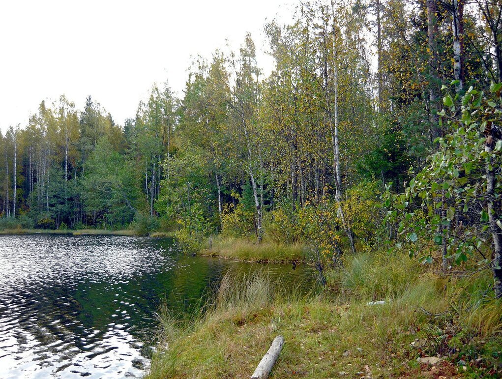 Берег лесного озера - Вера Щукина