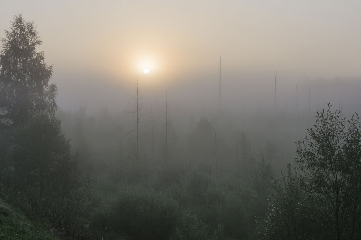 туманное утро в лесу - Александр Волоцков