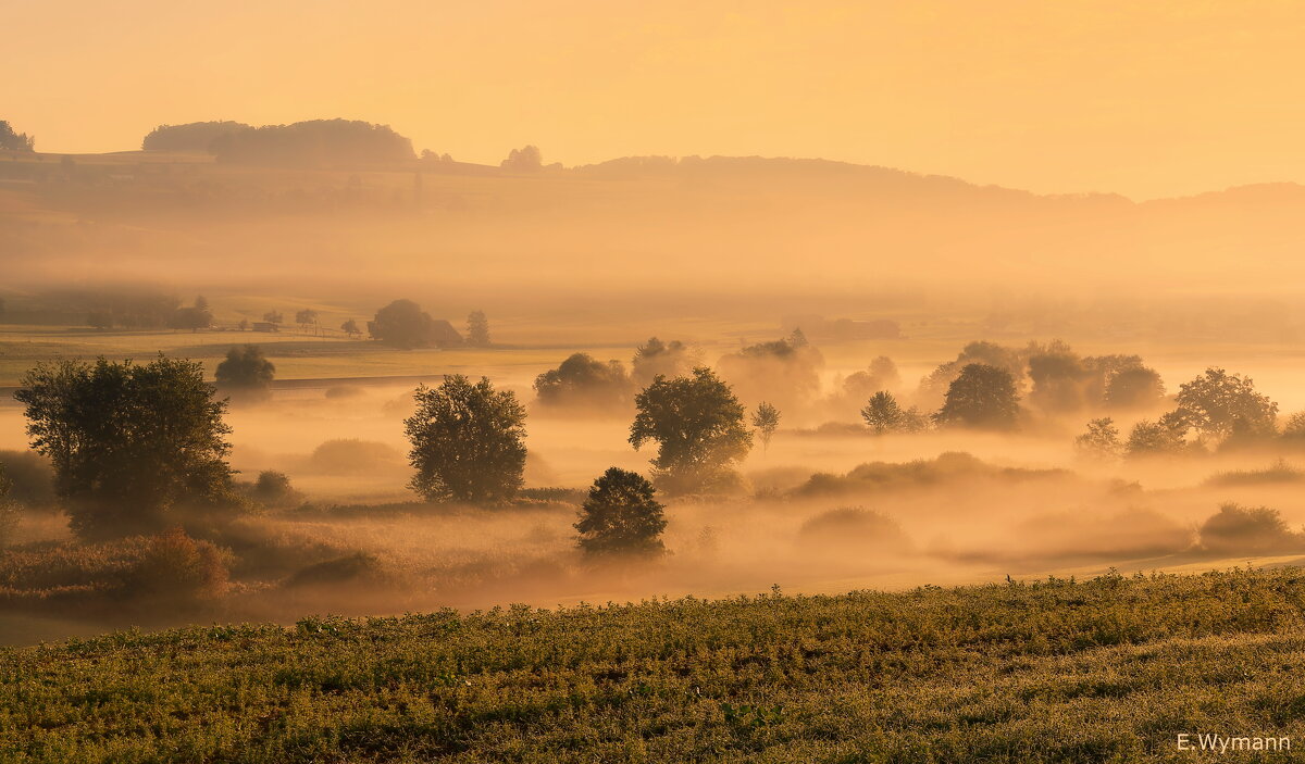 misty morning - Elena Wymann