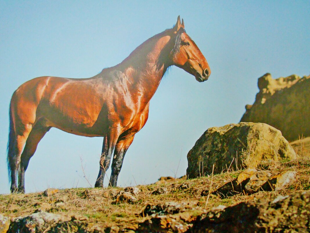 Конь  в горах Приэльбрусья! - Евгений 