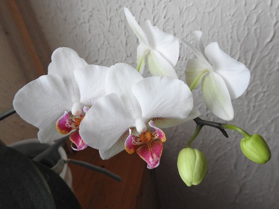 Наша белая орхидея снова цветёт! - Natalia Harries