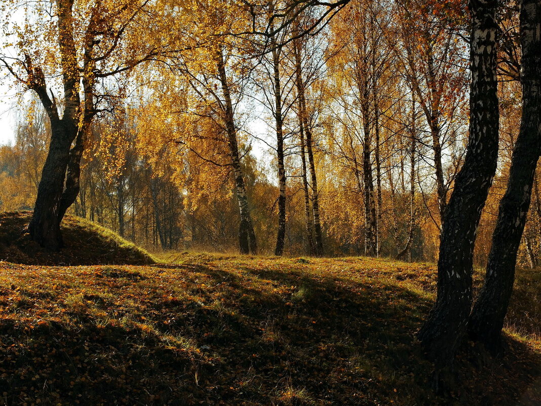 Осень рыжею лисицей пробежала по лесам... - Людмила Alex