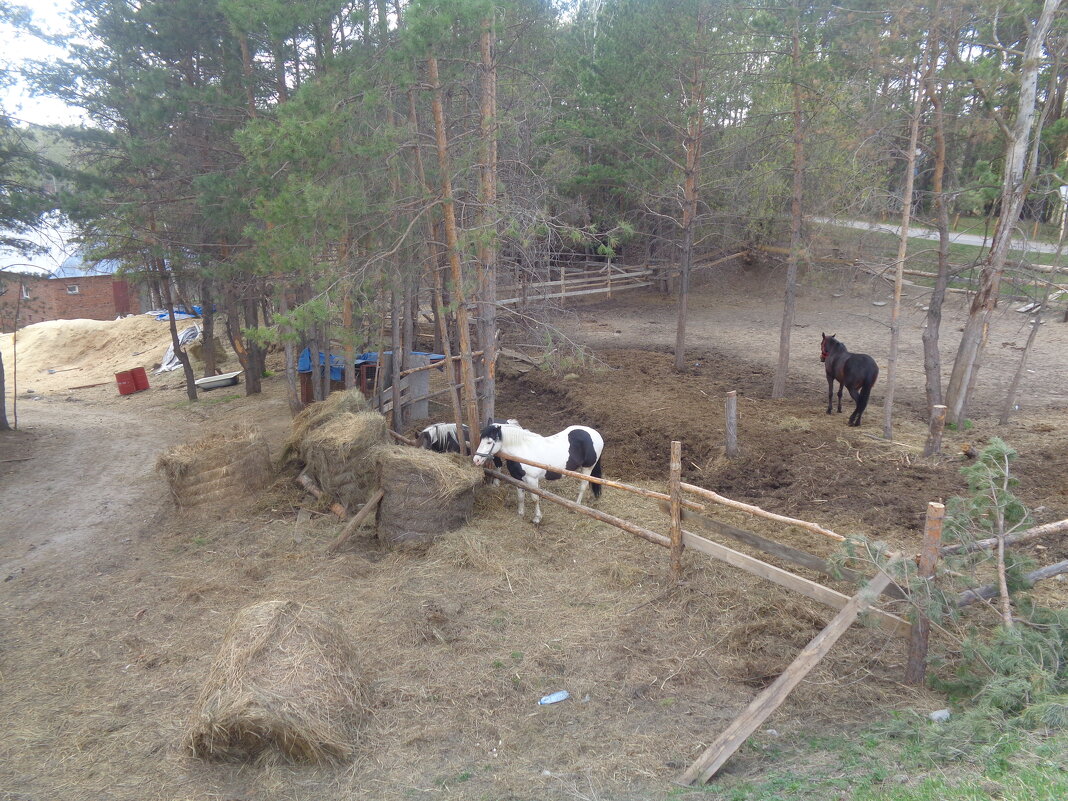 Конный клуб - приют для лошадей - Андрей Макурин