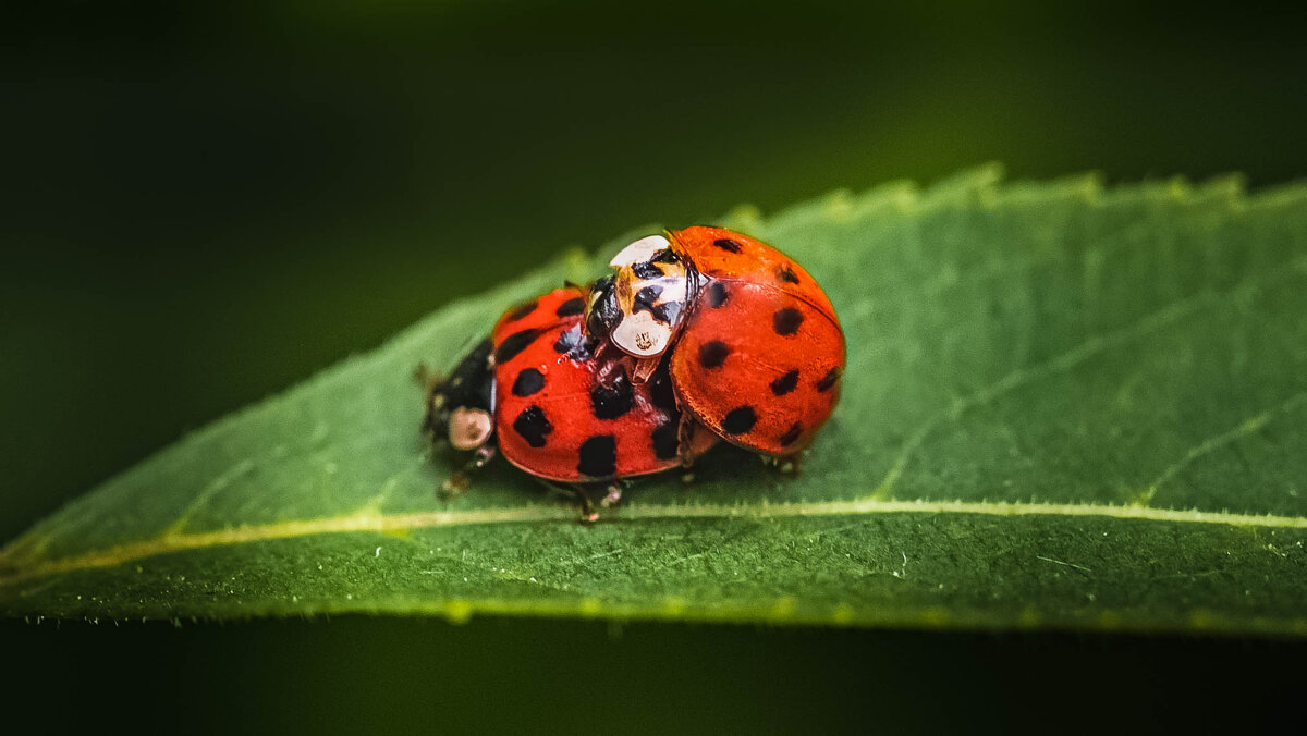 ladybug - djonatan whit