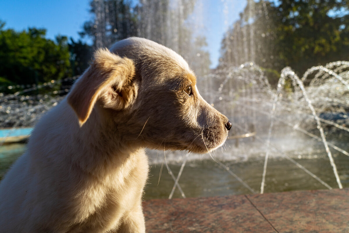 щенок у фонтана - Влад 