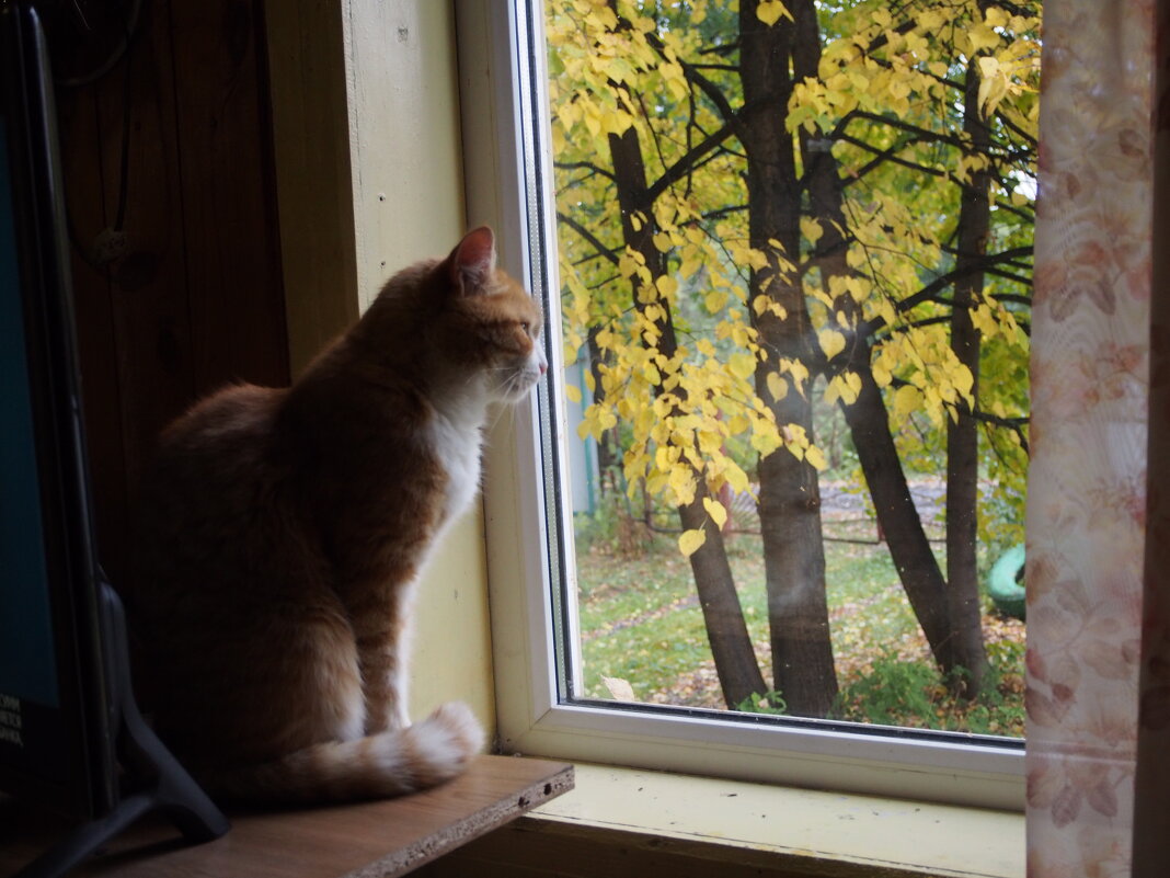 Осень кота Осипа - Борис 