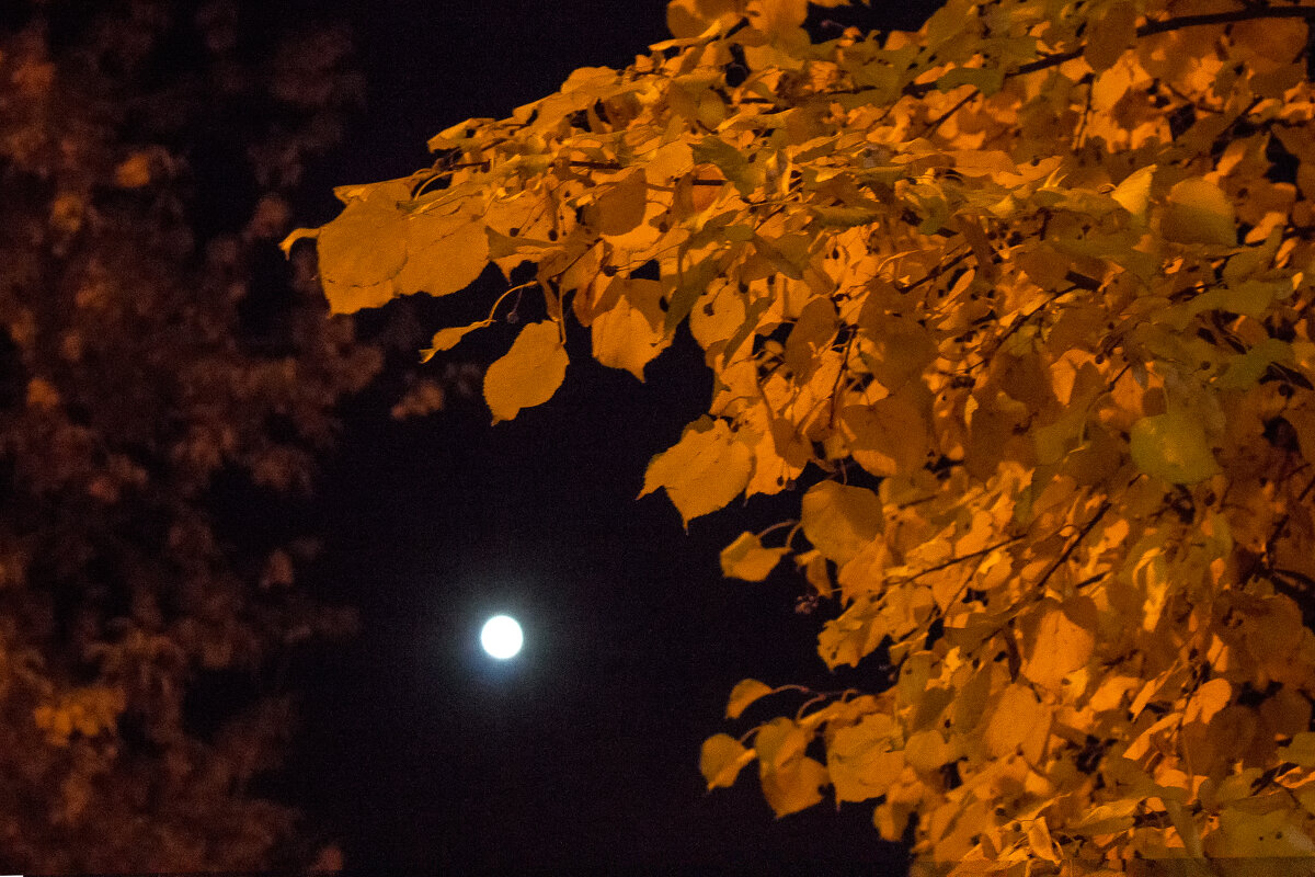 Дуэт для листьев и луны - Дмитрий Костоусов
