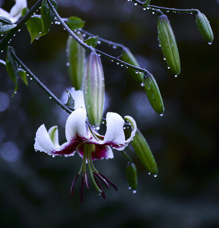 rainy - Zinovi Seniak