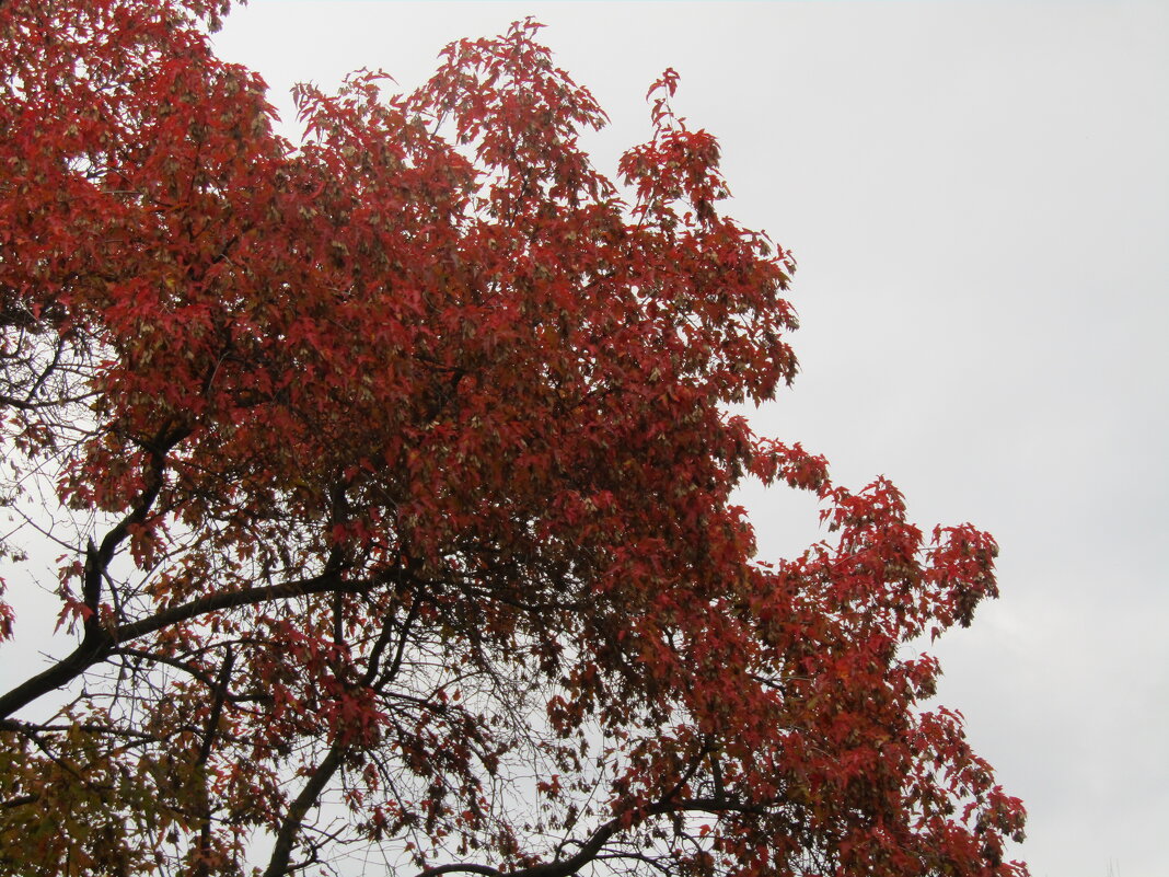 Осенние краски - Лариса 