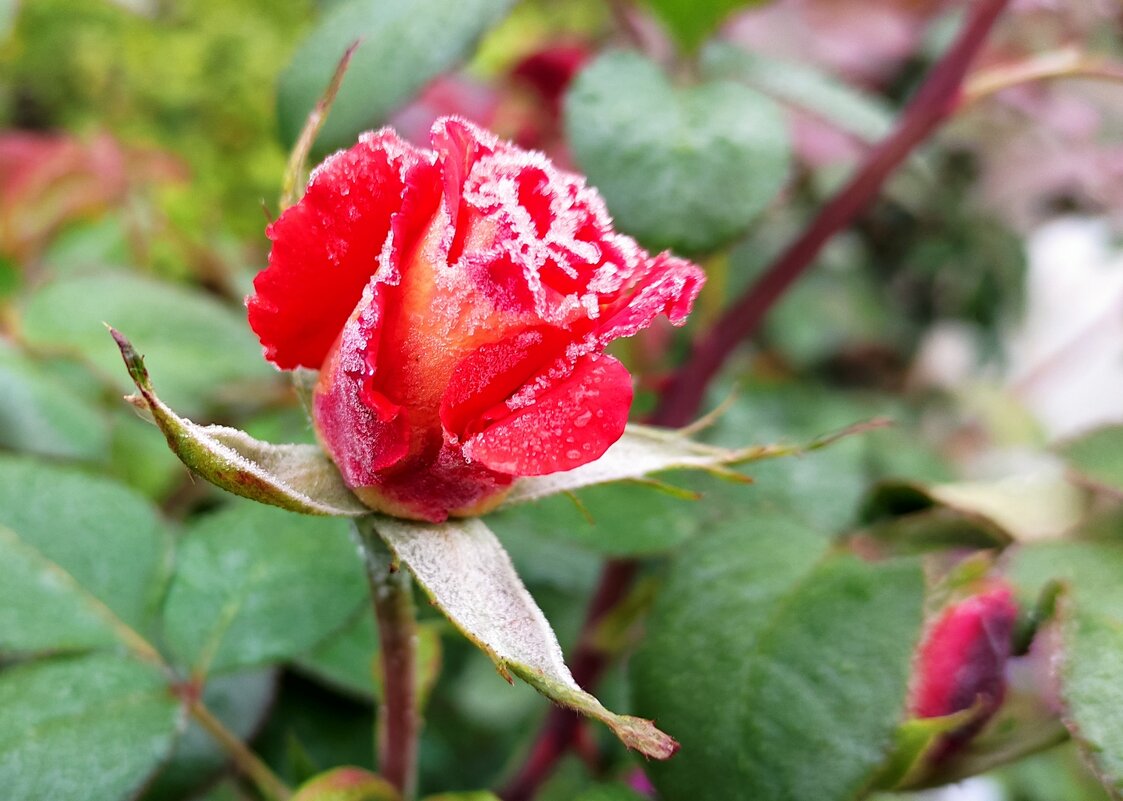 розы морозы омск фото