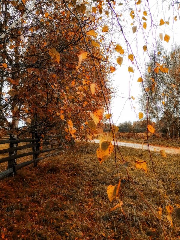 Осень в деревне - Александр 