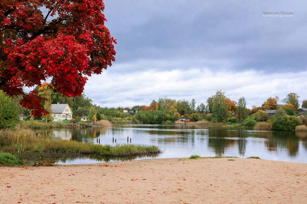 Осенние краски Колтушского озера - Алексей Шехин