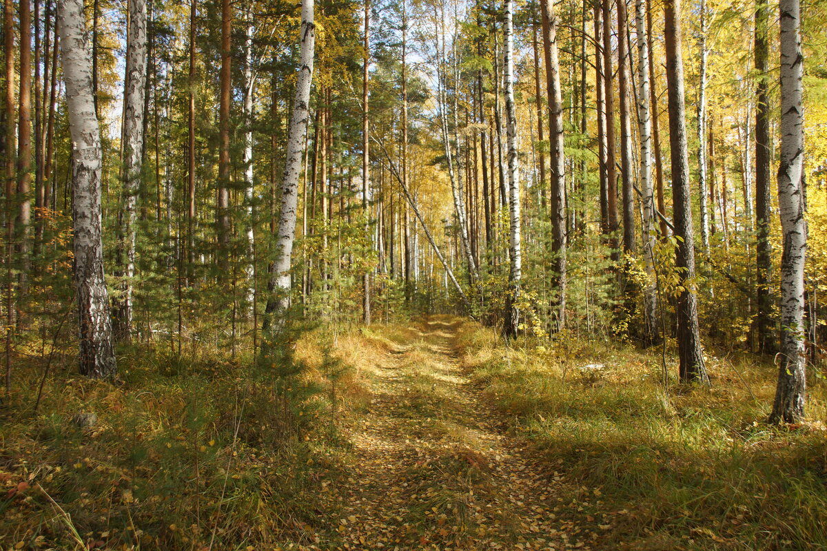 Красота осеннего леса - Наталья Т