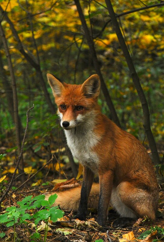 Лисица(Vulpes vulpes) - Иван 