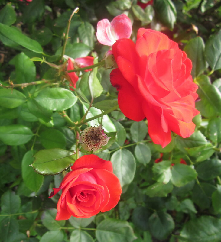 Осенние розы - Татьяна Р 