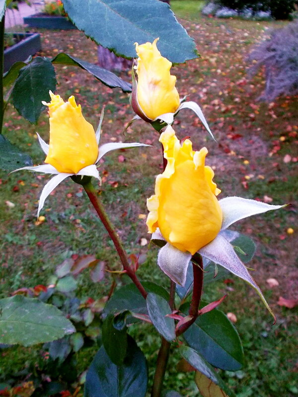 Бутоны жёлтых роз... - VasiLina *