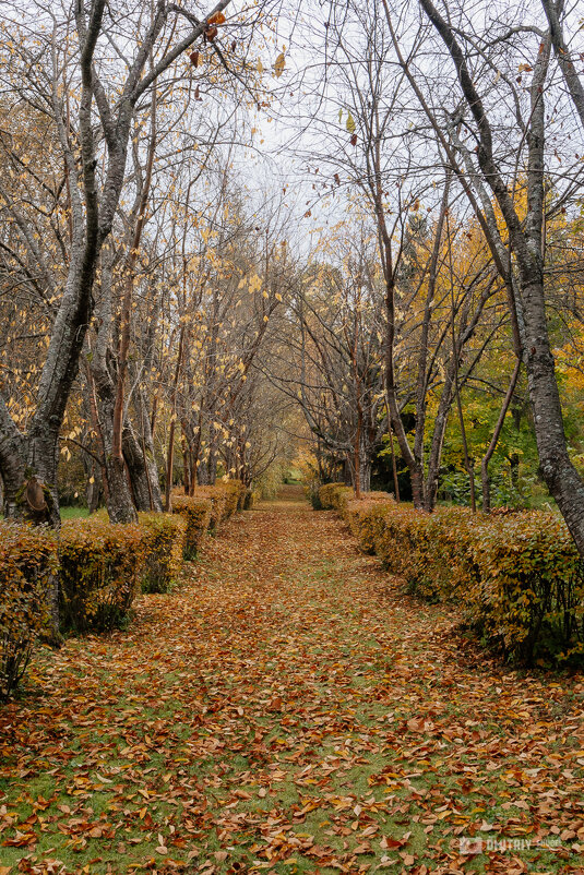 Осень - Дмитрий Шудель