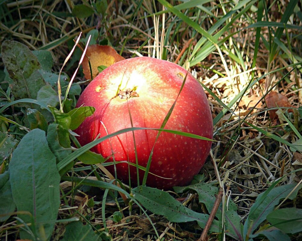 Яблоко в траве - Асылбек Айманов