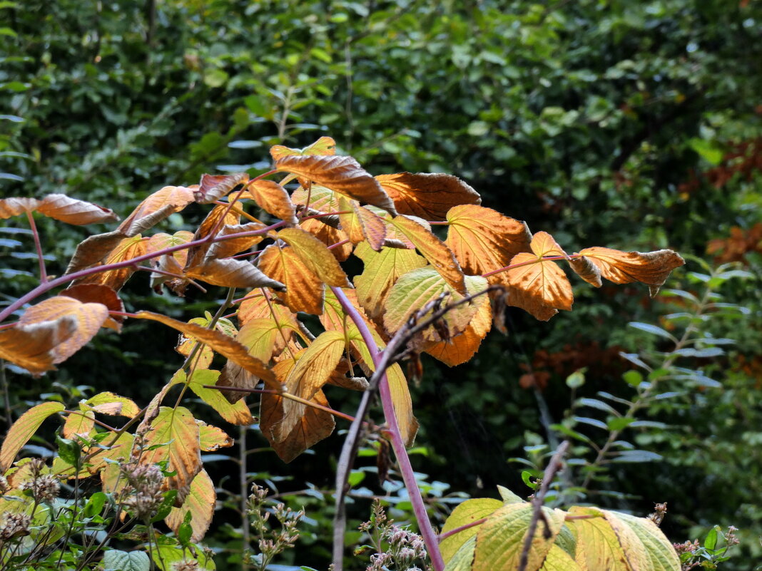 Осенние цвета - Heinz Thorns