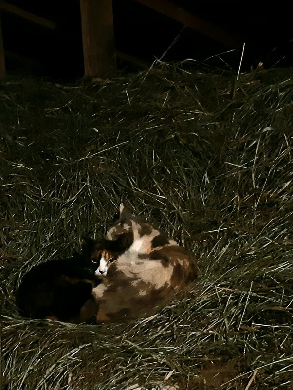 Картина "Кошки, ночующие на сеновале" - Екатерина К.
