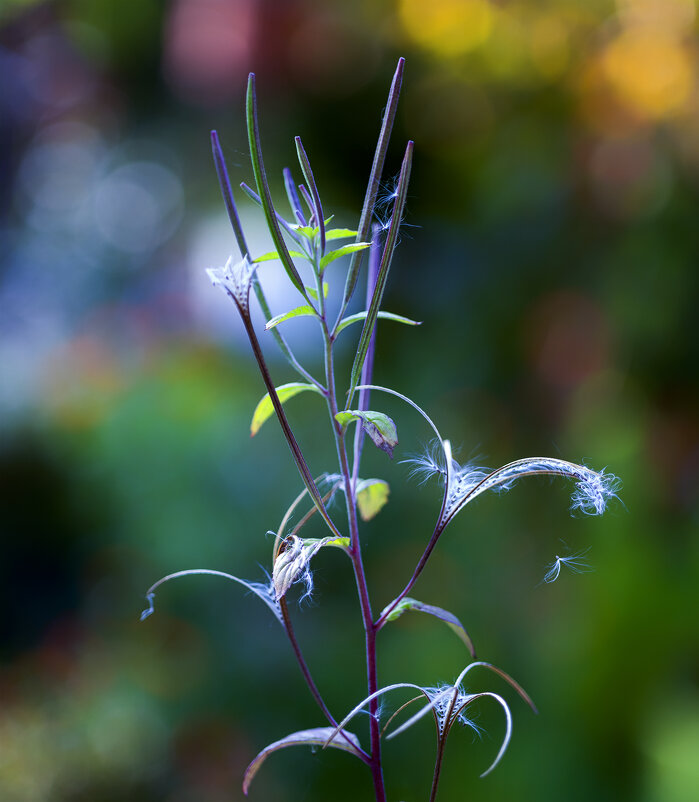 fireweed - Zinovi Seniak