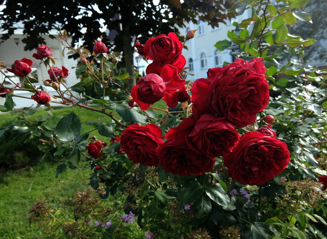 Как пахнут розы в октябре,                пьянит очарованье! - Люба 