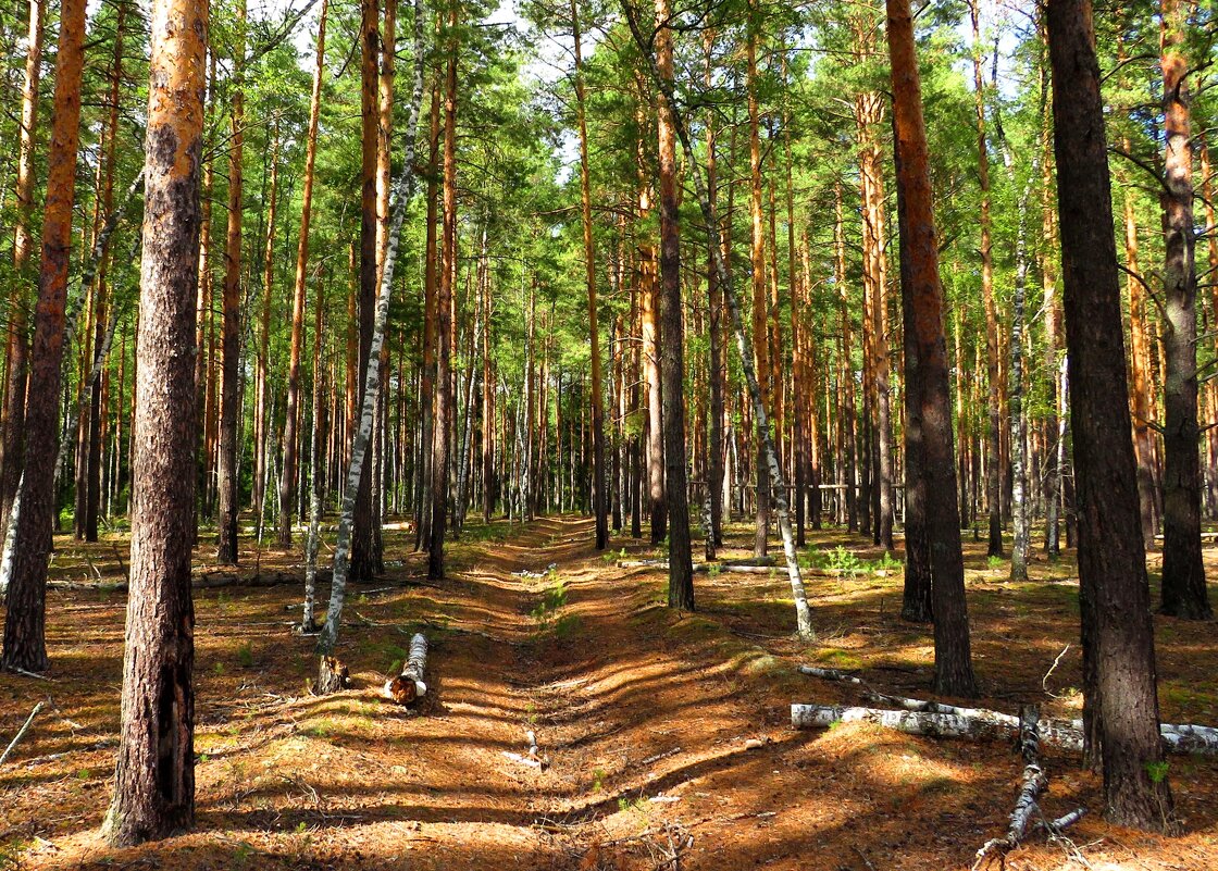 Тропинка в лесу - Андрей Снегерёв
