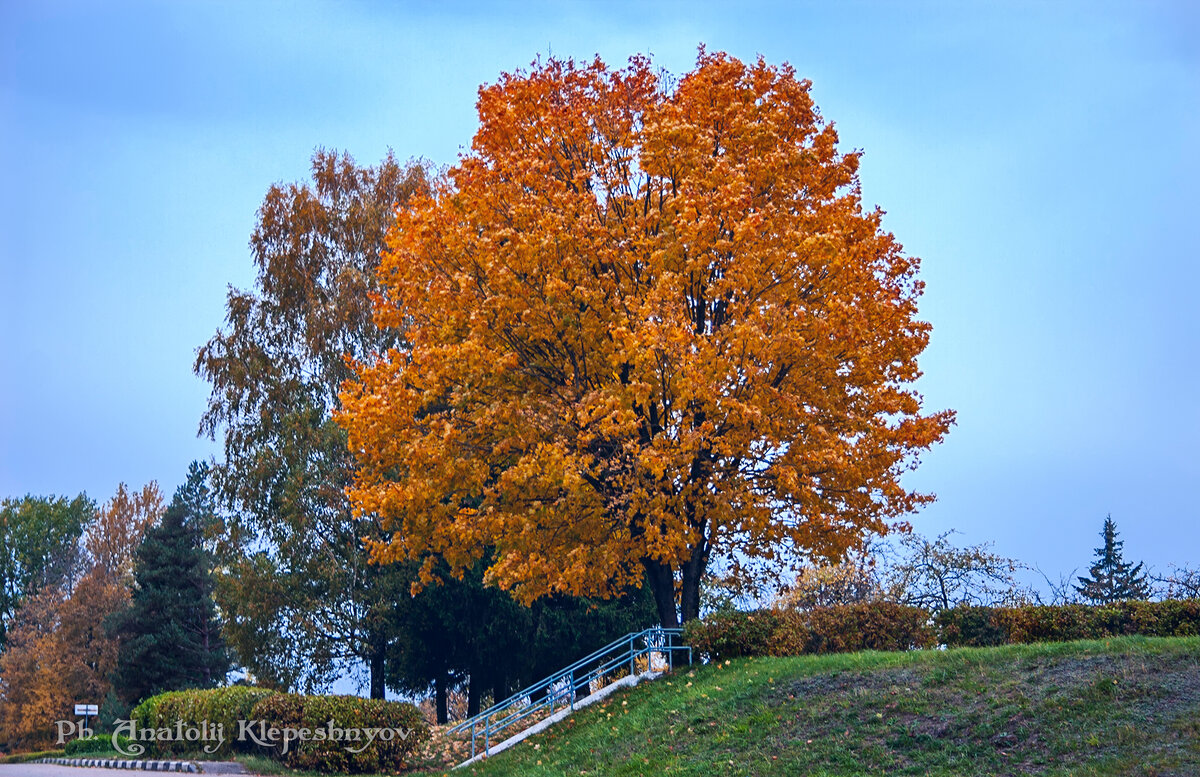 Раскидистый клён в осеннем золотом наряде. (Снято на Canon EOS 300d) - Анатолий Клепешнёв