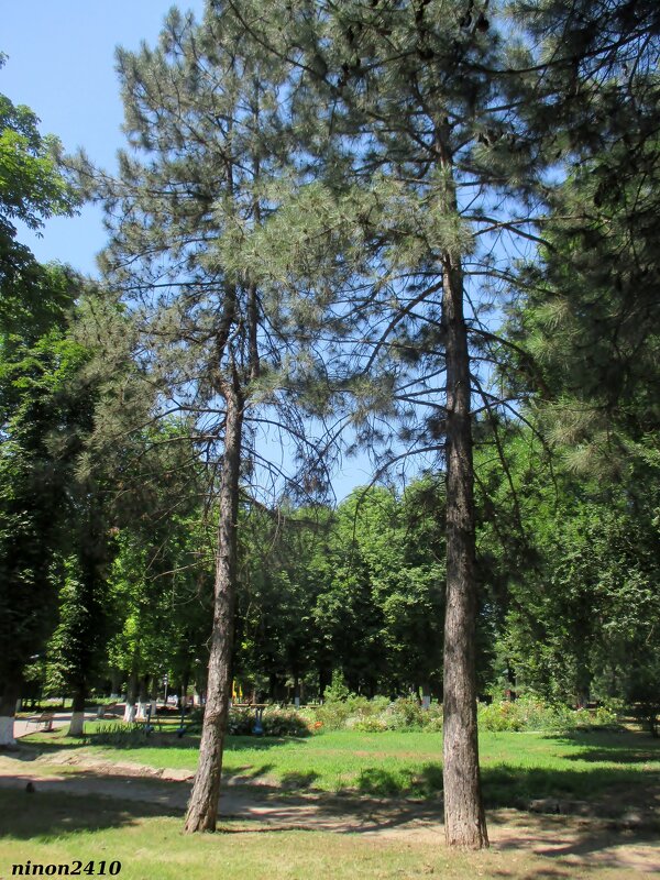 Лето в парке Октября - Нина Бутко