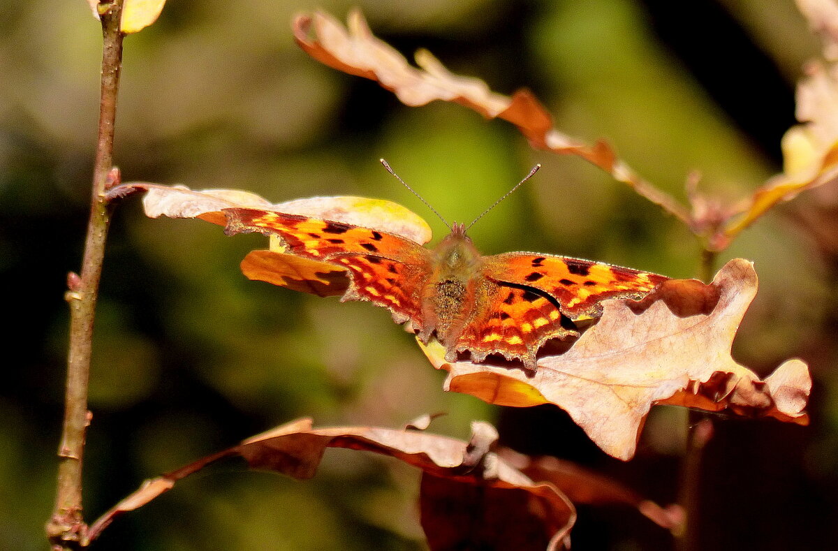 бабочки 7 октября (ещё летают...)  3 - Александр Прокудин