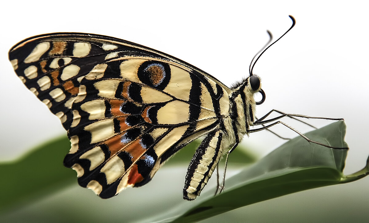Лимонный Парусник (Papilio Demoleus). - Alexander Andronik