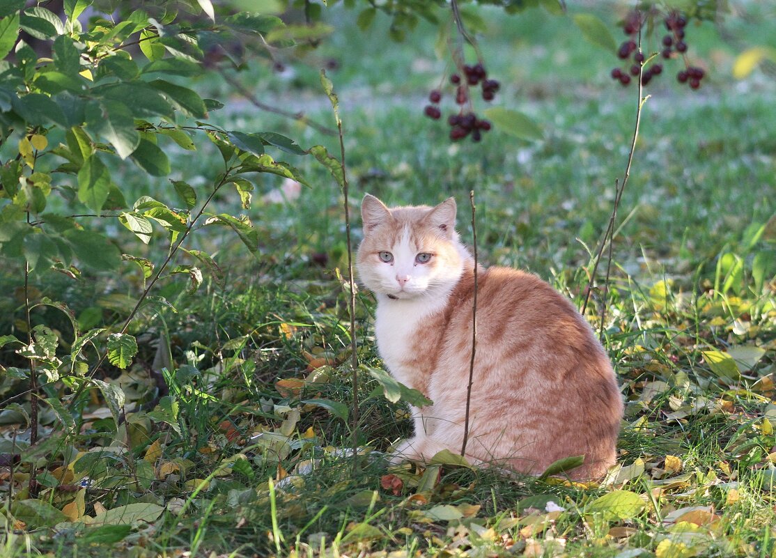 Осенний котик - Наташа С