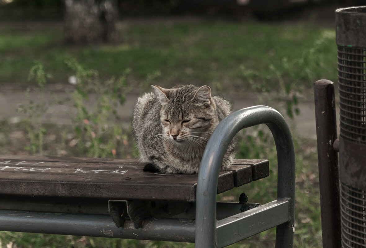 Пенсионер на лавочке - Игорь Николаев