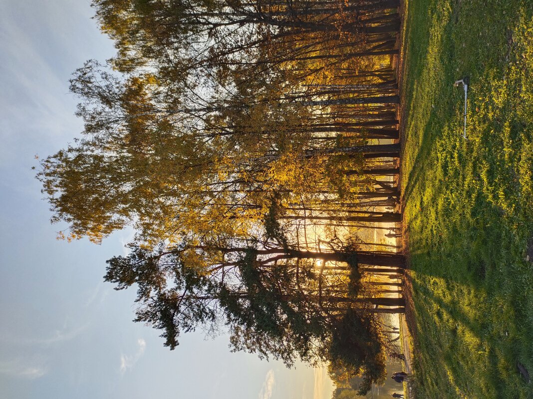 закат в парке - Юлия 