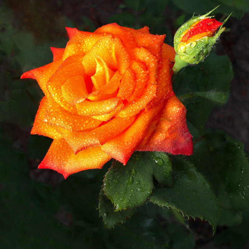 Чайная роза в дождь - Евгений 