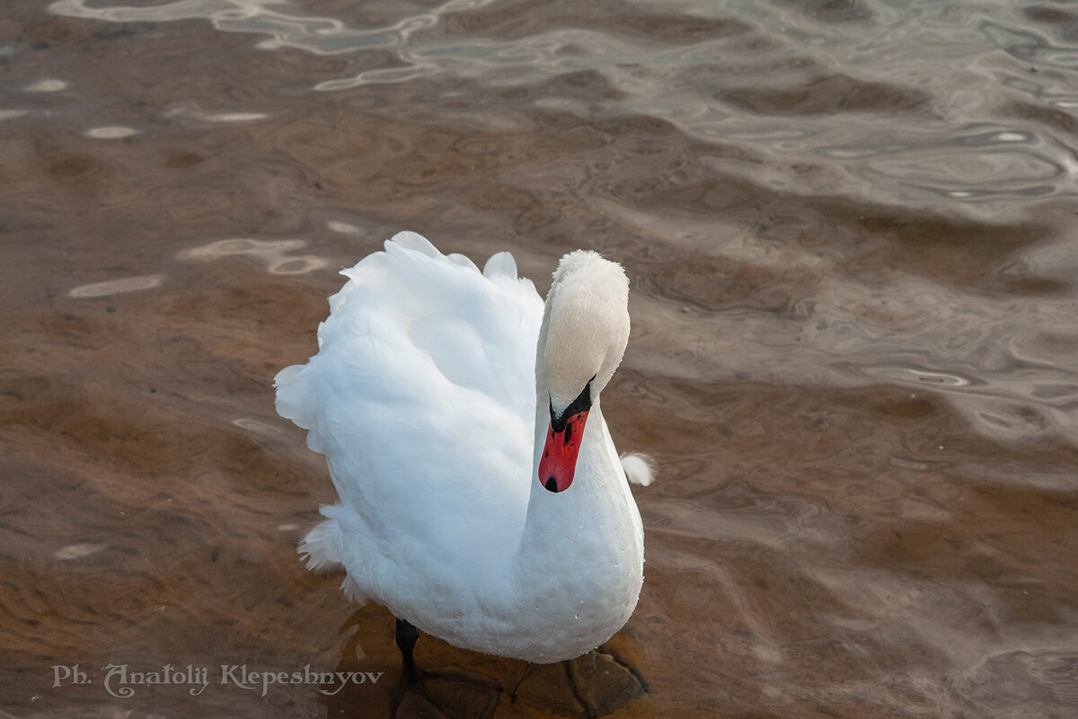 Лебеди в октябре месяце на Шумилинском озере. (Снято на SONY Cyber-Shot DSC-R1) - Анатолий Клепешнёв
