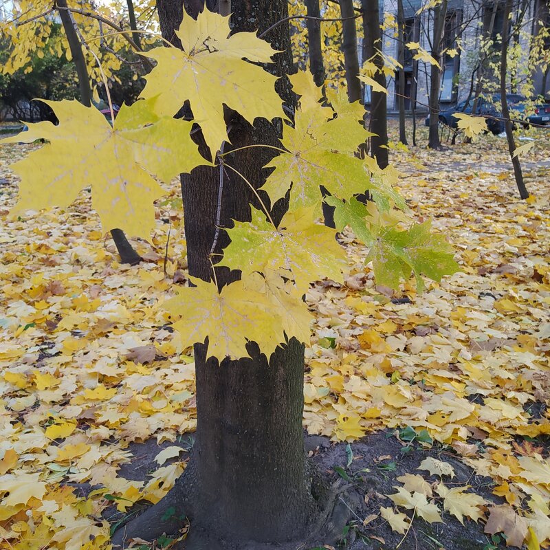 Осенний букет - Лидия Kapralova