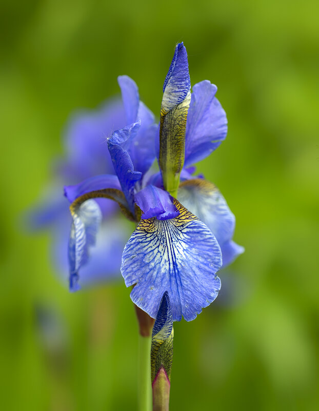 iris - Zinovi Seniak