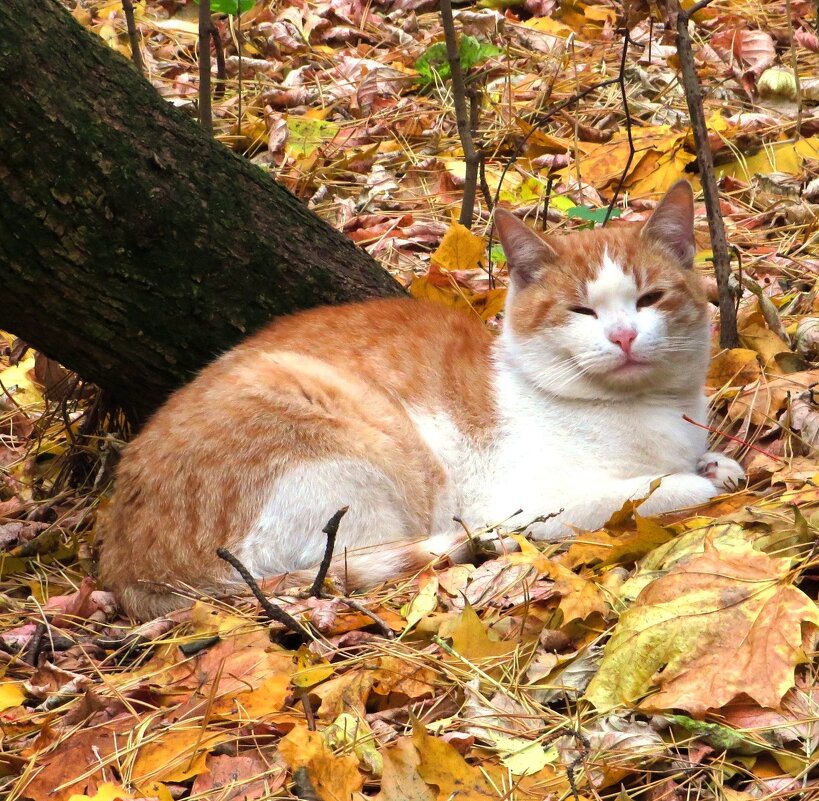 Рыжий кот на рыжей листве - Андрей Снегерёв