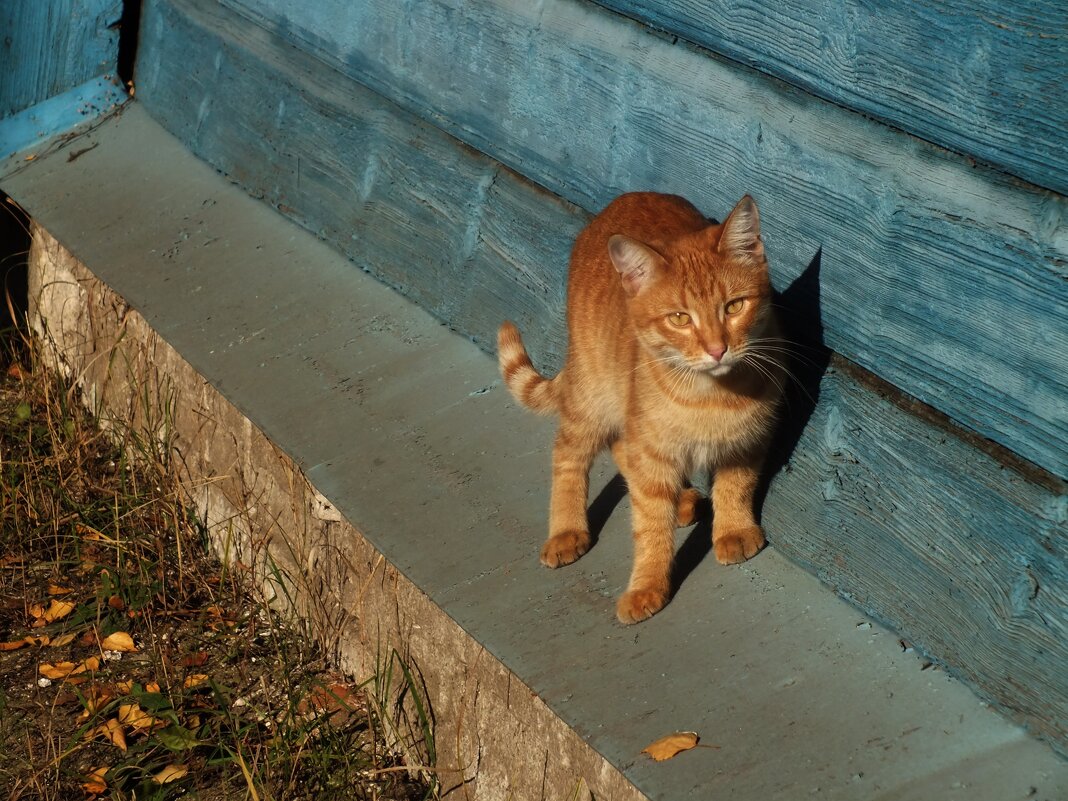 Рыжий кот - Зоя Мишина