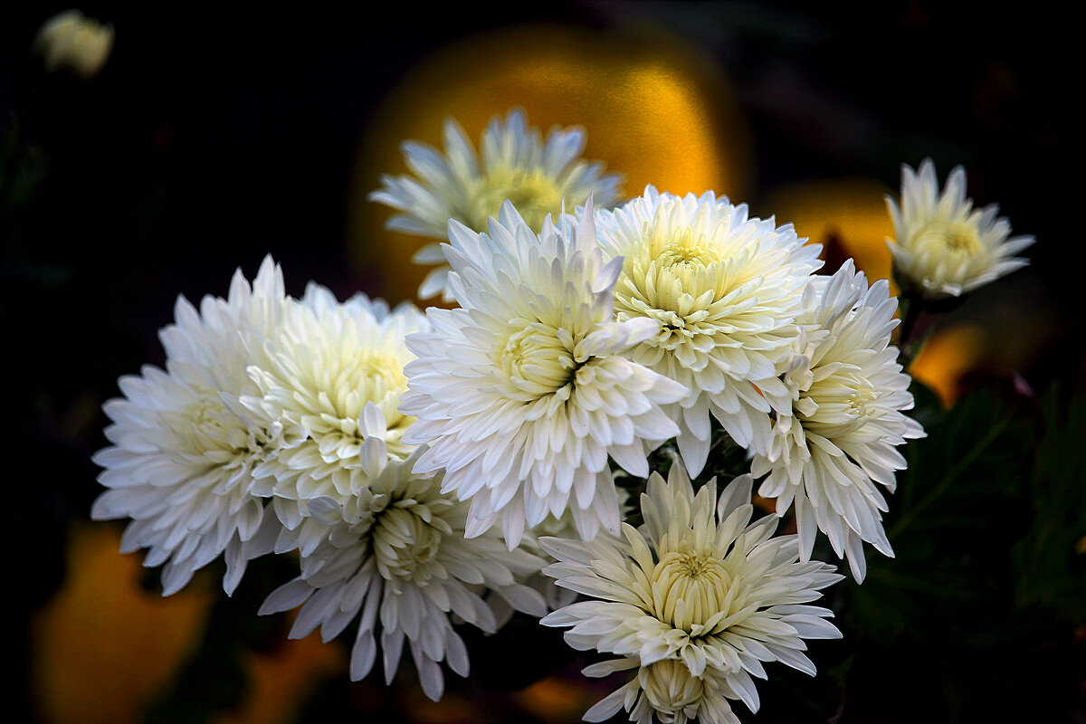 Белые хризантемы. - barsuk lesnoi