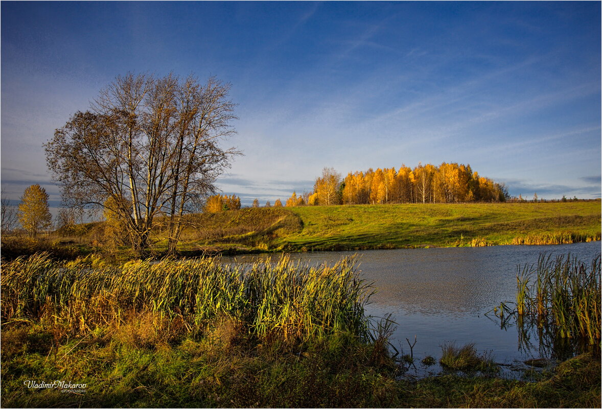 "Солнечная осень у пруда. Рогоз"© - Владимир Макаров