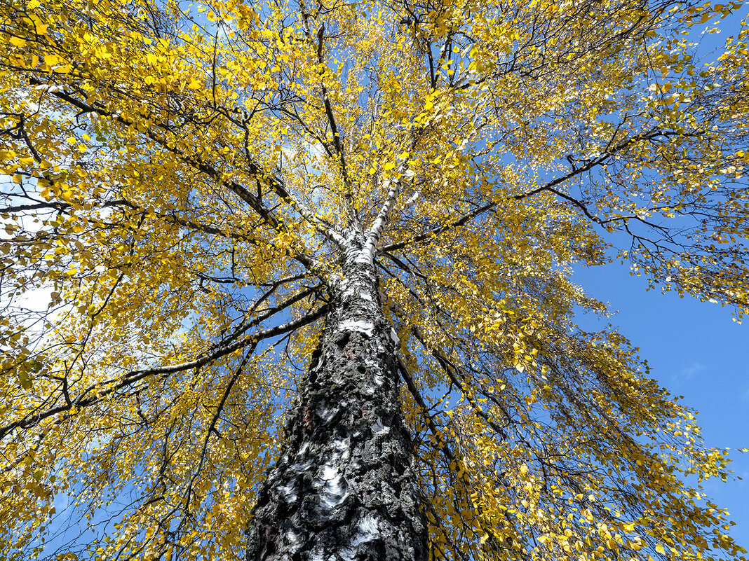 golden autumn - Zinovi Seniak